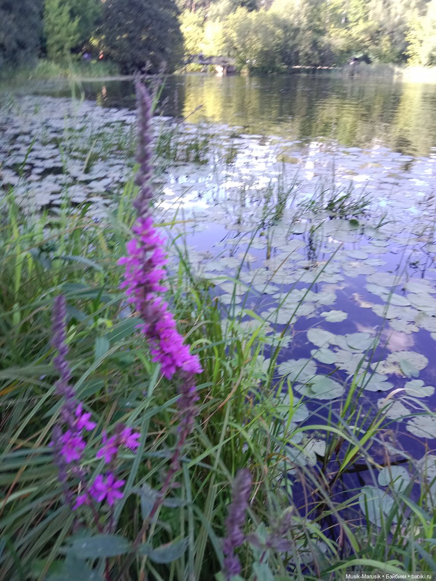 Прогулка с неожиданным концом (фото 3)