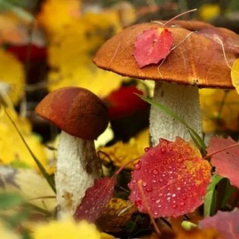 Осень -  время обновок 2