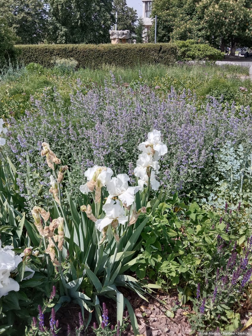 Маринка и Сережка — Разные шарнирные куклы (не БЖД): редкие (фото 10)