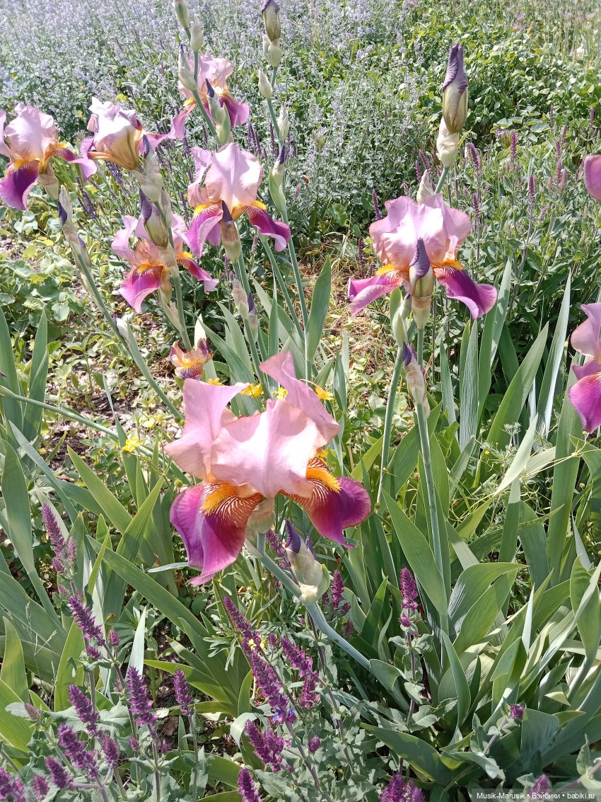 Маринка и Сережка — Разные шарнирные куклы (не БЖД): редкие (фото 7)