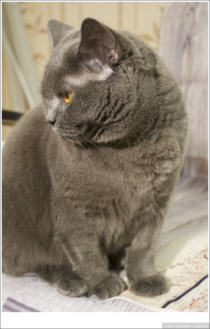 Felis catus, Shorthair, британская короткошёрстная кошка