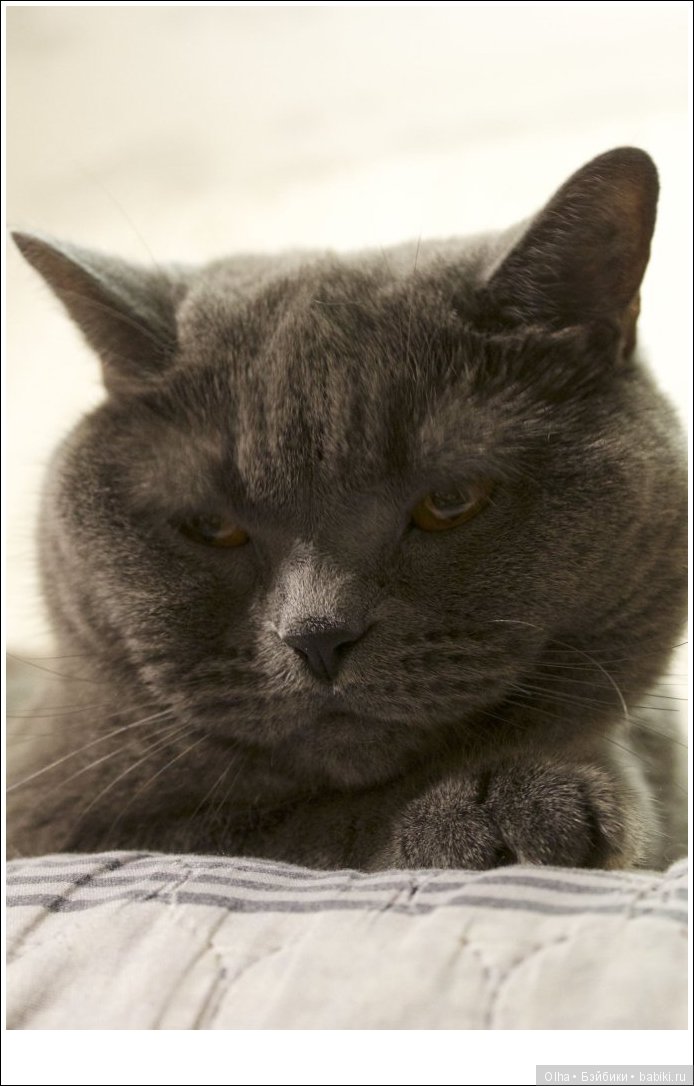 Felis catus, Shorthair, британская короткошёрстная кошка