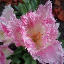 Прогулка сегодня: солнышко и дождик