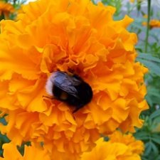 Лето почти ушло, а осень еще не наступила... фото цветов.