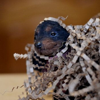 Вторая жизнь Ланчиковой