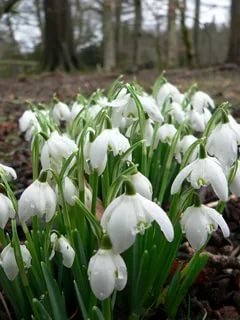 А как Вы встречаете весну? ≈º•º≈ (фото 3)