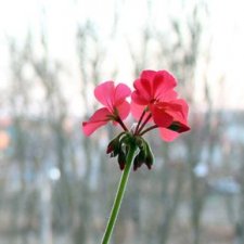 Не думала, не гадала