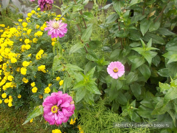 Яркие краски в дождливый день (фото 6)