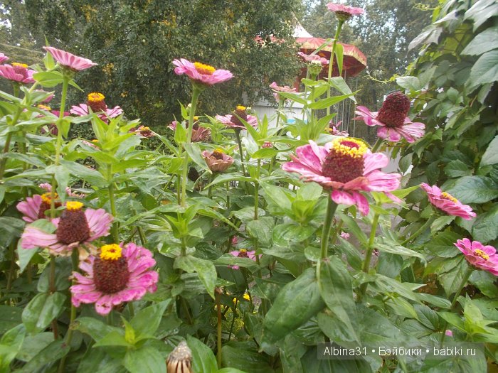 Яркие краски в дождливый день (фото 5)