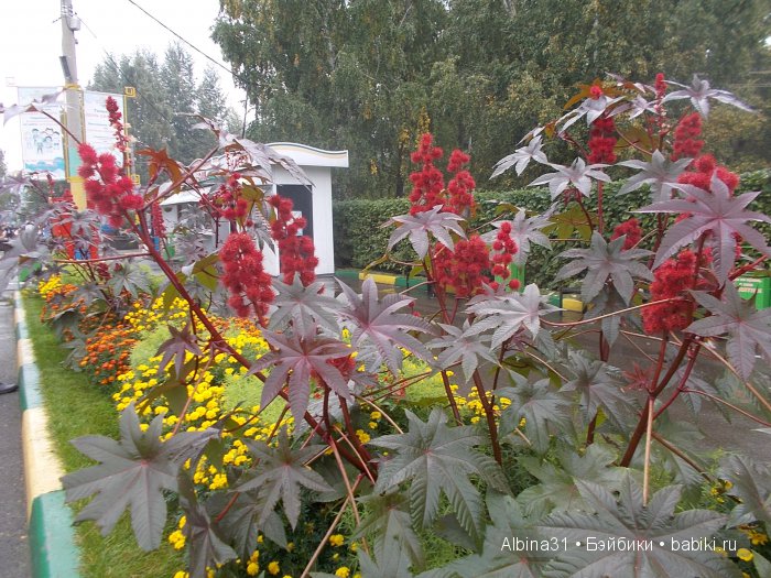 Яркие краски в дождливый день (фото 7)