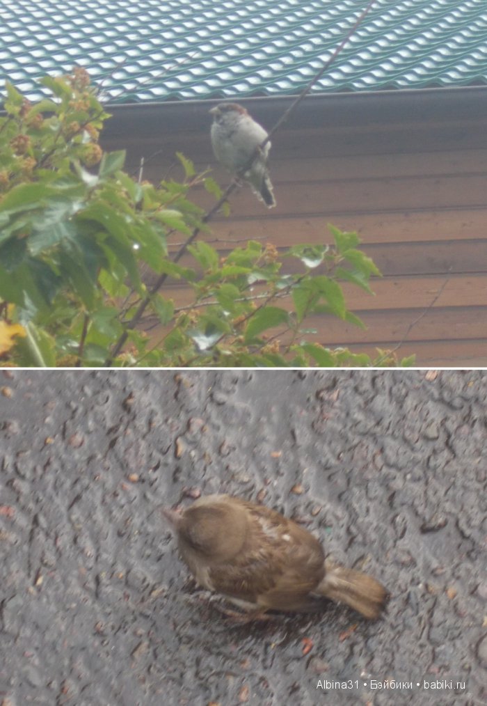 Яркие краски в дождливый день