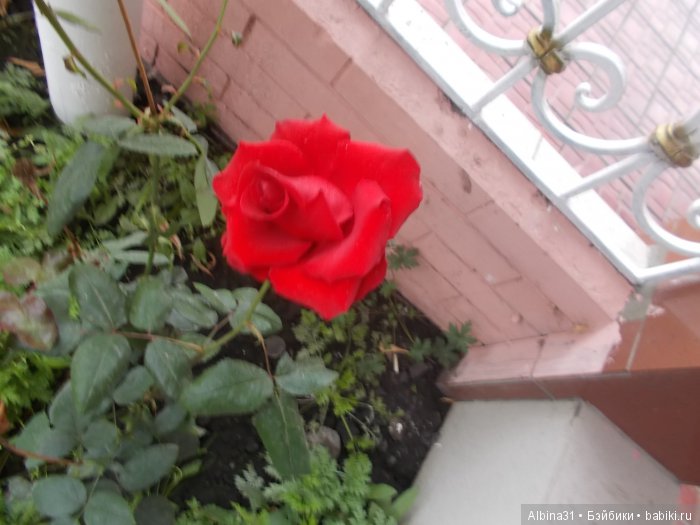 Городские зарисовки (серия пятая) | Бэйбики Городские зарисовки (серия пятая) (фото 4)