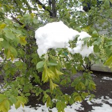 Зимняя сказка в мае или просто- прогулка