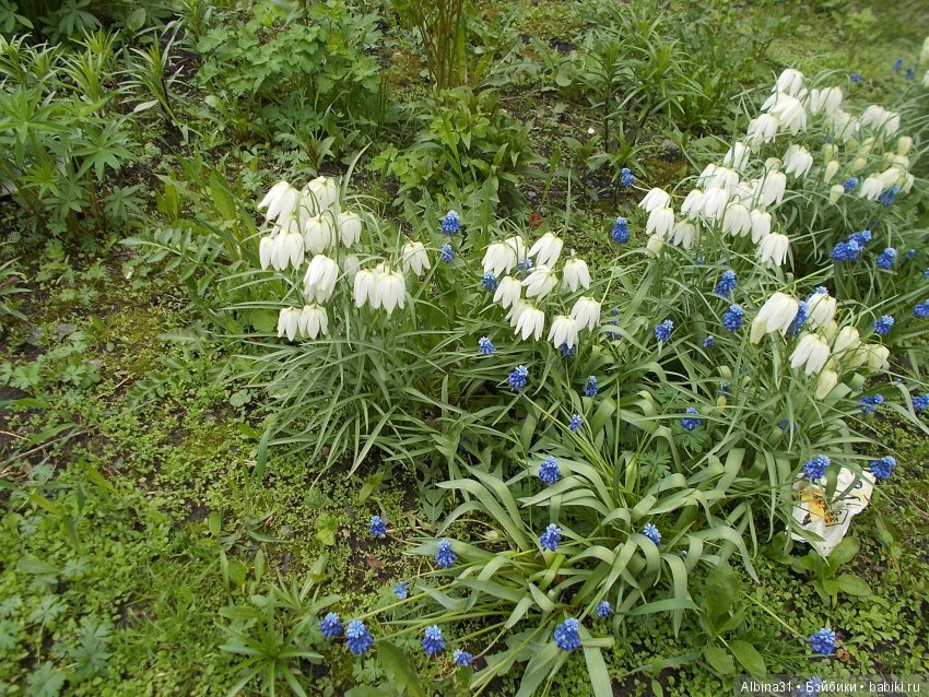 Майские денёчки — Болталка и разговоры обо всем: жизнь