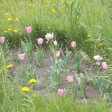 Майские... Городские зарисовки