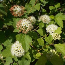 Ну... не для слабонервных