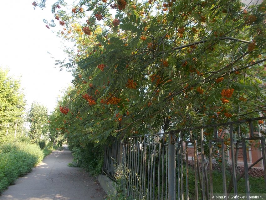 Городские зарисовки. Вот и август (фото 2)