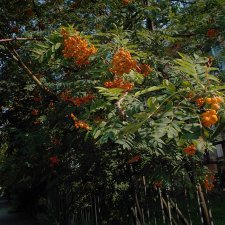 Городские зарисовки.  Вот и август...