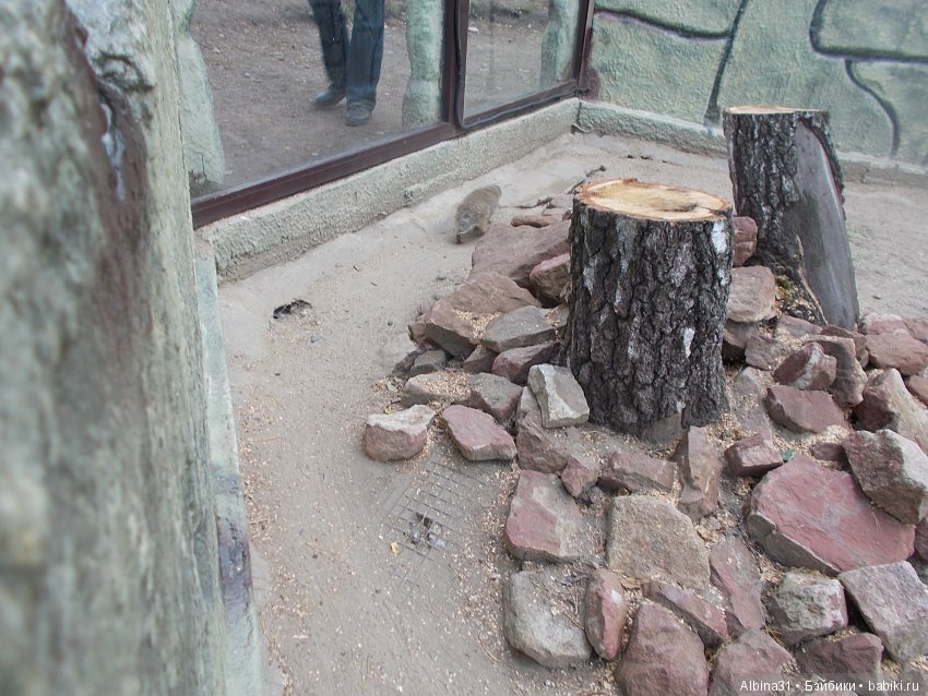... В тёмно синем лесу (продолжение) | Бэйбики ... В тёмно синем лесу (продолжение) (фото 5)