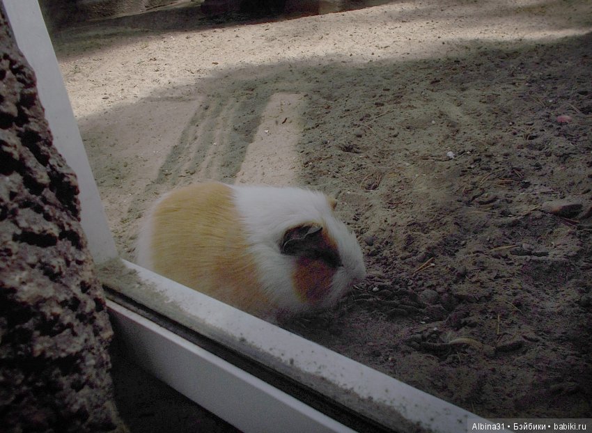 ... В тёмно синем лесу (продолжение) | Бэйбики ... В тёмно синем лесу (продолжение)