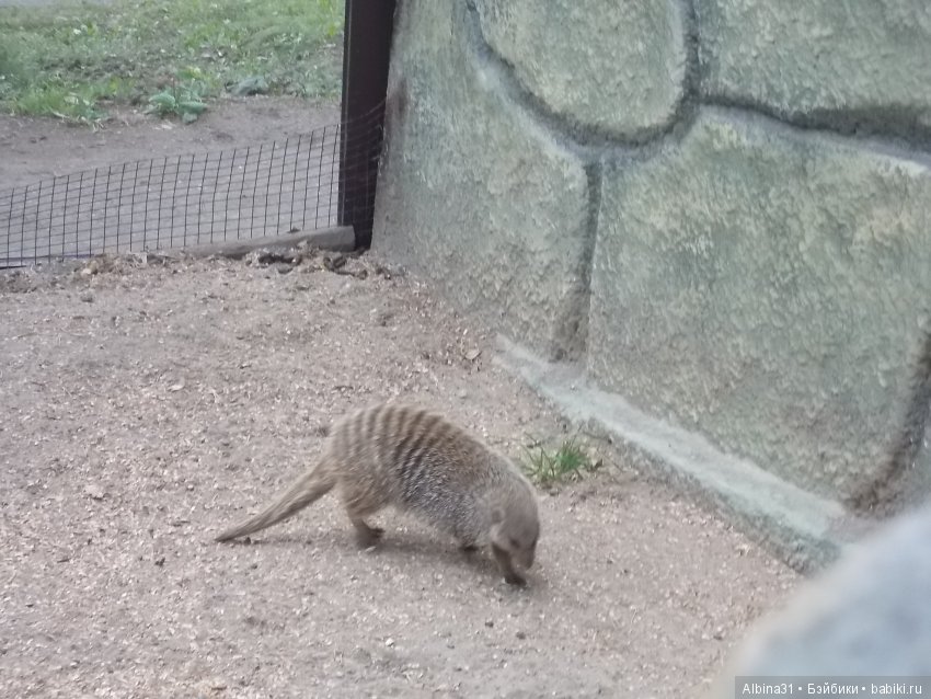 ... В тёмно синем лесу (продолжение) | Бэйбики ... В тёмно синем лесу (продолжение) (фото 9)