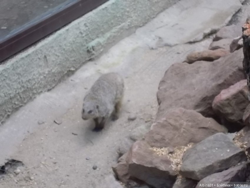 ... В тёмно синем лесу (продолжение) | Бэйбики ... В тёмно синем лесу (продолжение) (фото 7)