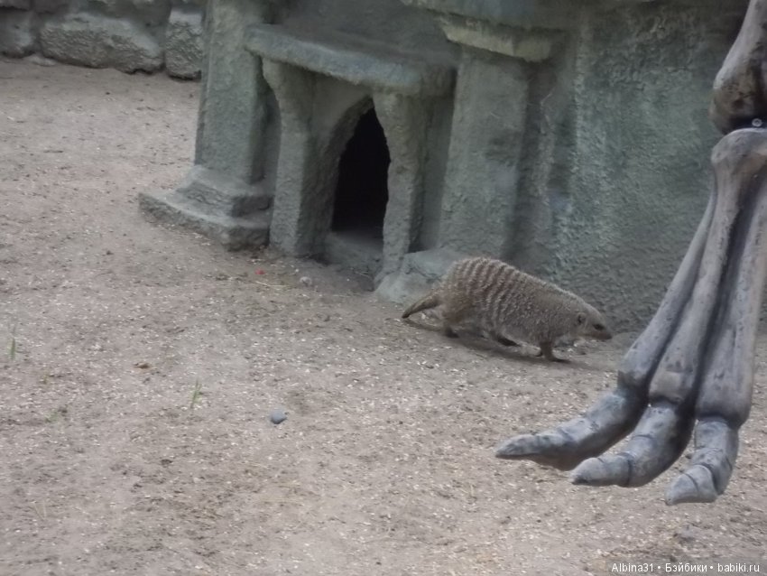 ... В тёмно синем лесу (продолжение) | Бэйбики ... В тёмно синем лесу (продолжение) (фото 8)