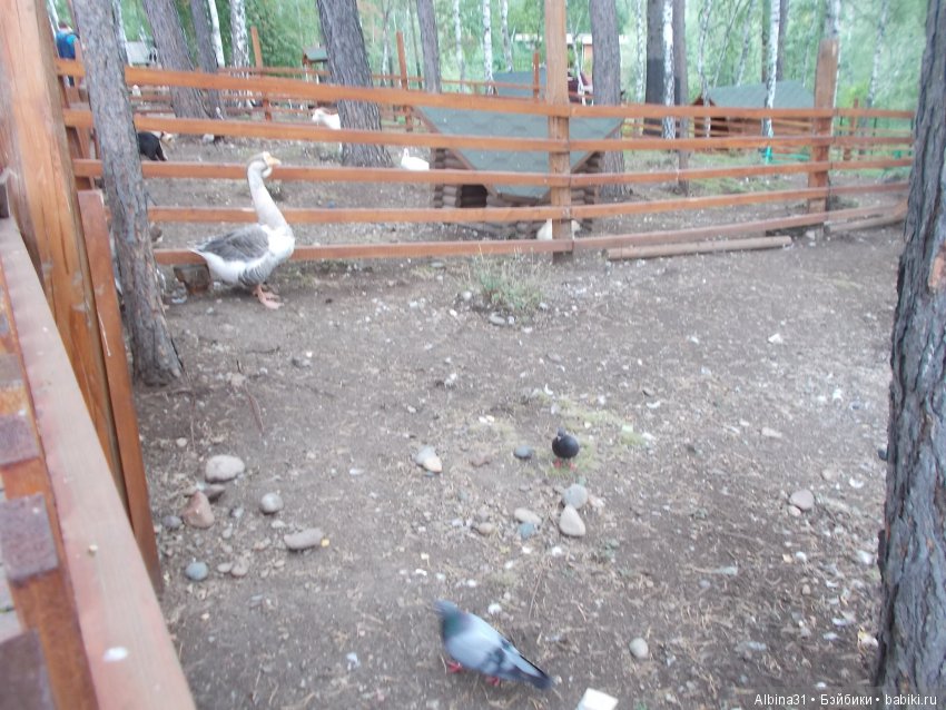 В тёмно синем лесу. Окончание (фото 6)