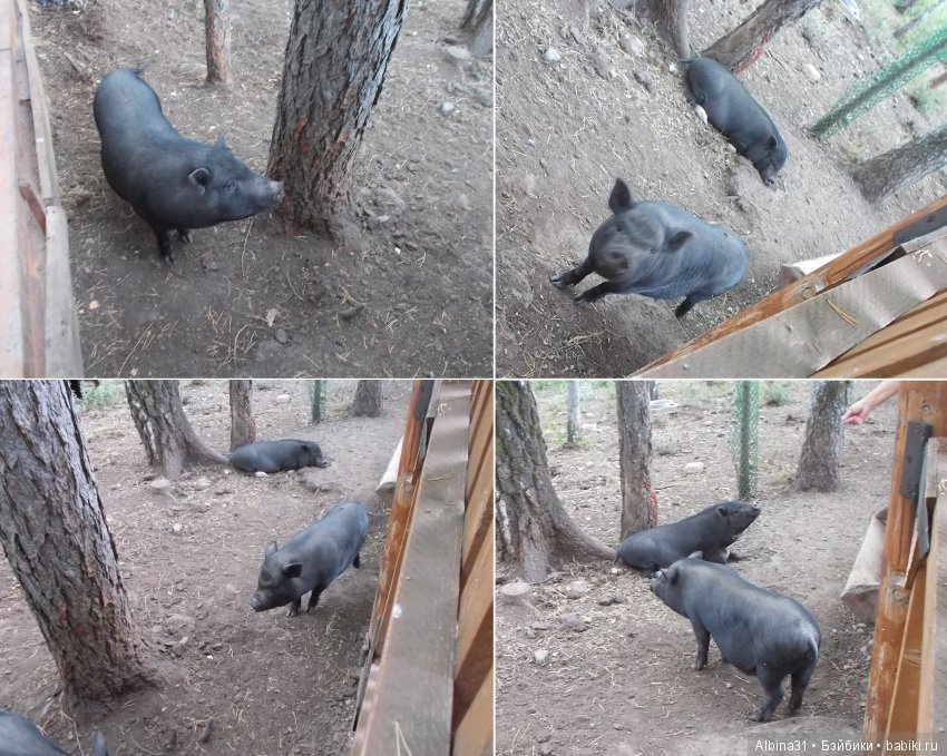 В тёмно синем лесу. Окончание (фото 3)