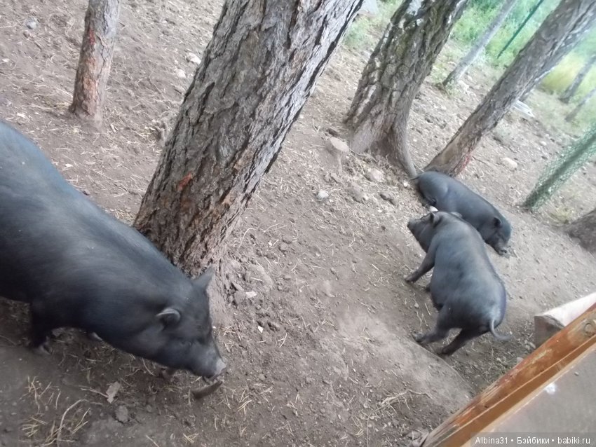В тёмно синем лесу. Окончание (фото 4)
