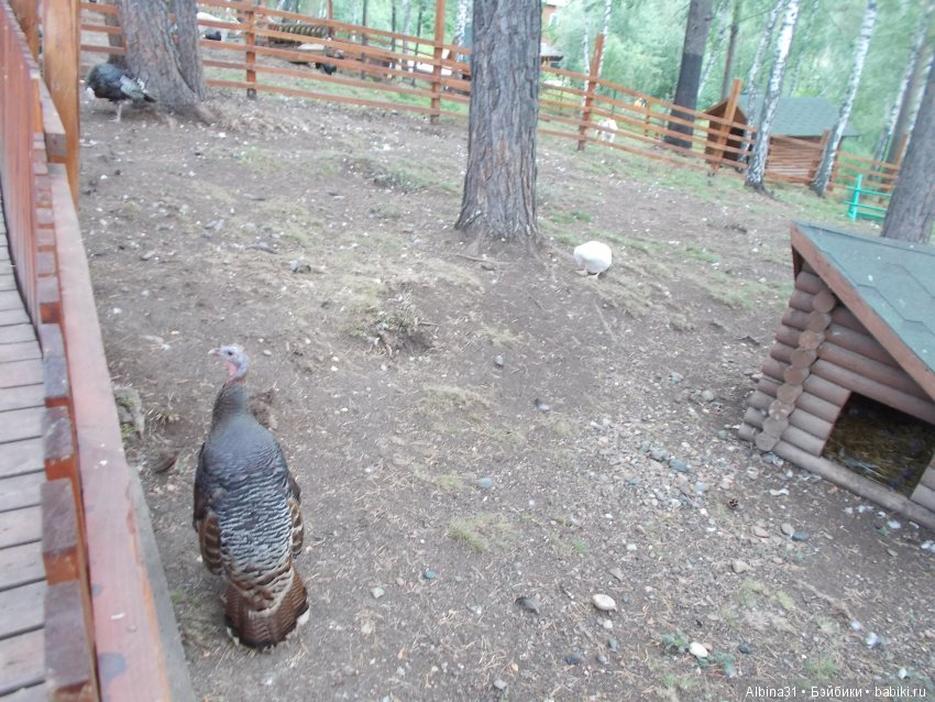 В тёмно синем лесу. Окончание (фото 8)