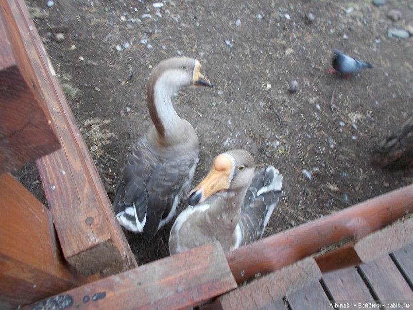 В тёмно синем лесу. Окончание (фото 7)