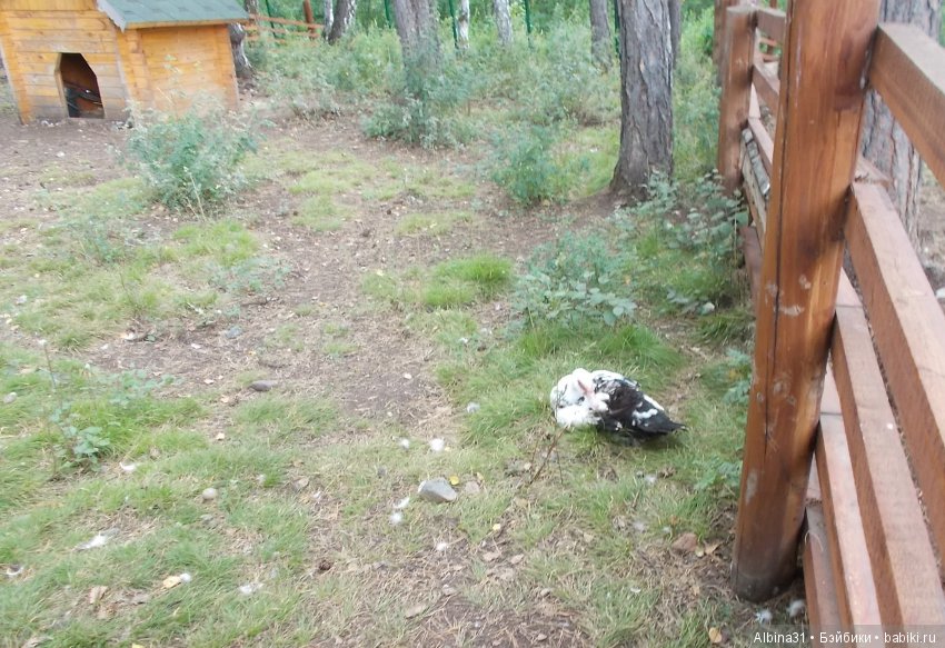 В тёмно синем лесу. Окончание (фото 5)