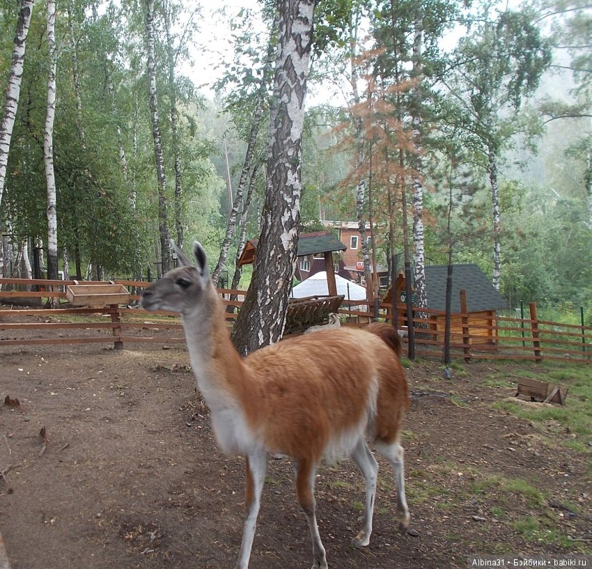 В тёмно синем лесу. Окончание (фото 10)