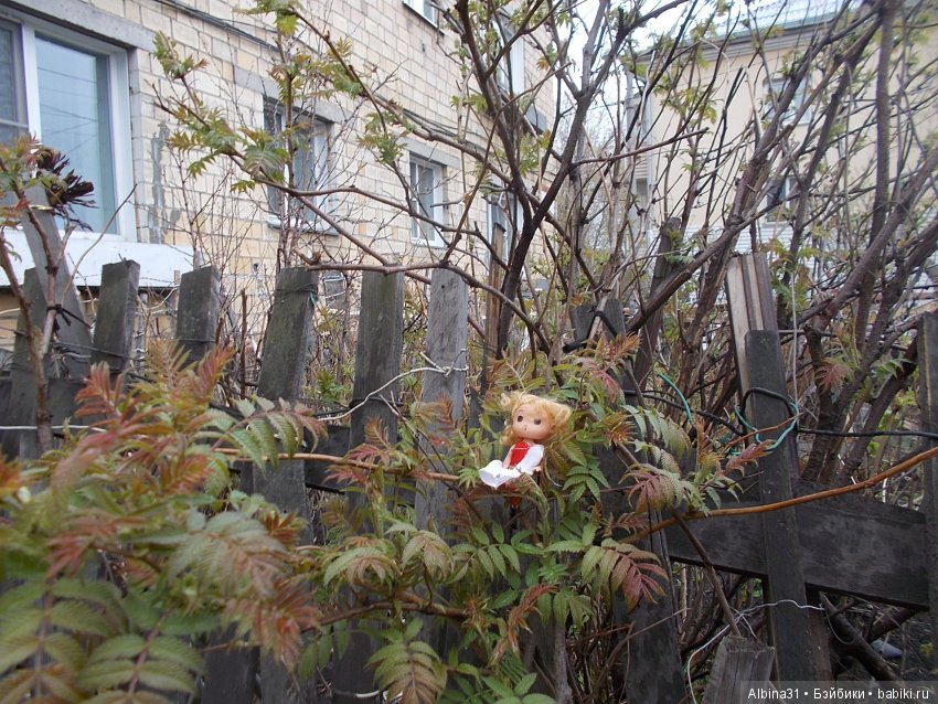 Городские зарисовки... Собачки (фото 3)