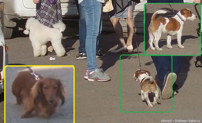 Городские зарисовки... Собачки (фото 7)