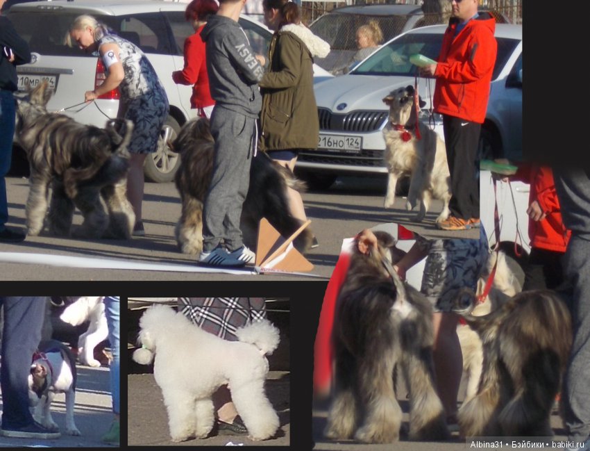 Городские зарисовки... Собачки