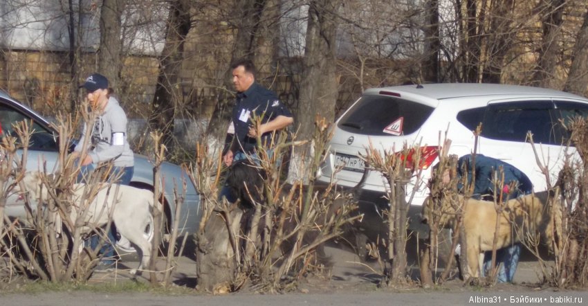 Городские зарисовки... Собачки