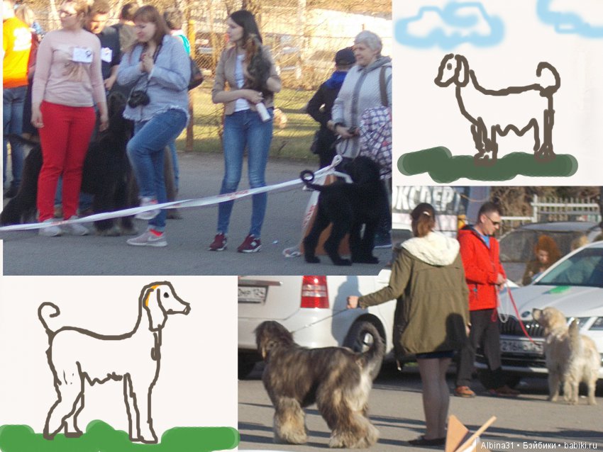 Городские зарисовки... Собачки (фото 6)