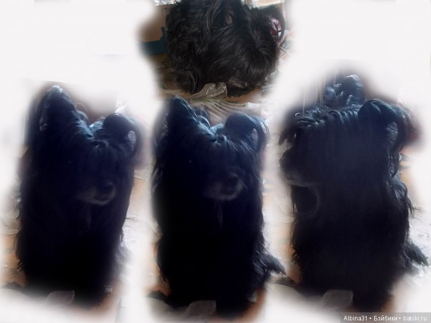 Городские зарисовки... Собачки (фото 5)