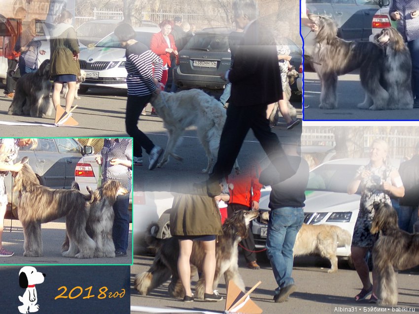 Городские зарисовки... Собачки (фото 9)