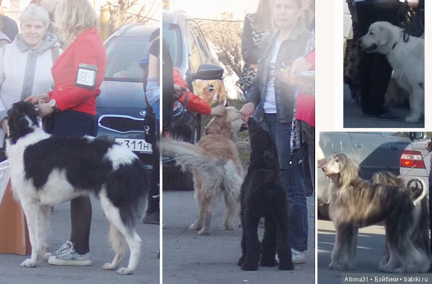 Городские зарисовки... Собачки