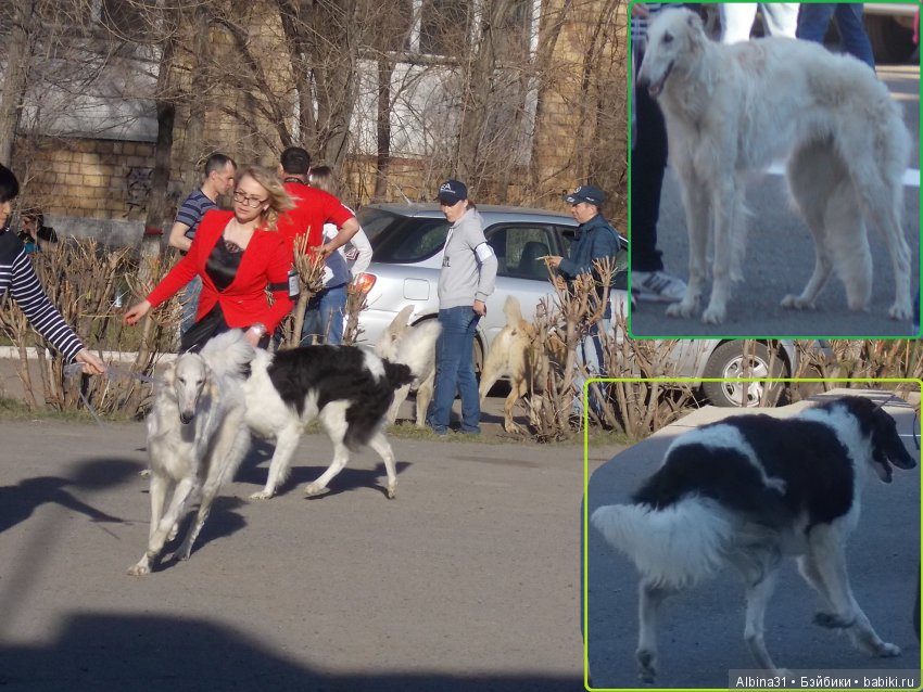 Городские зарисовки... Собачки