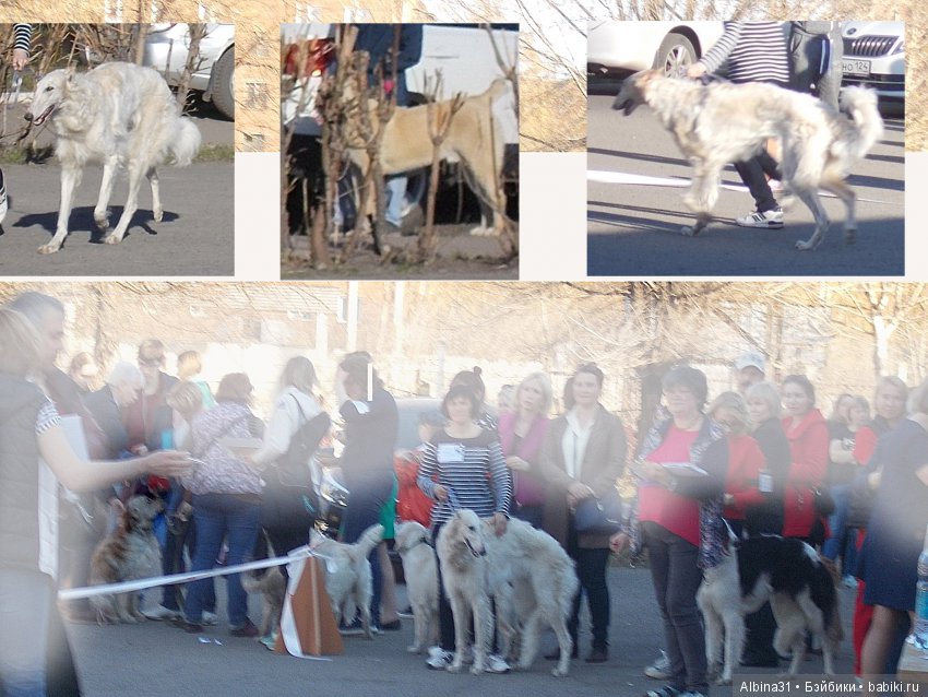 Городские зарисовки... Собачки (фото 10)