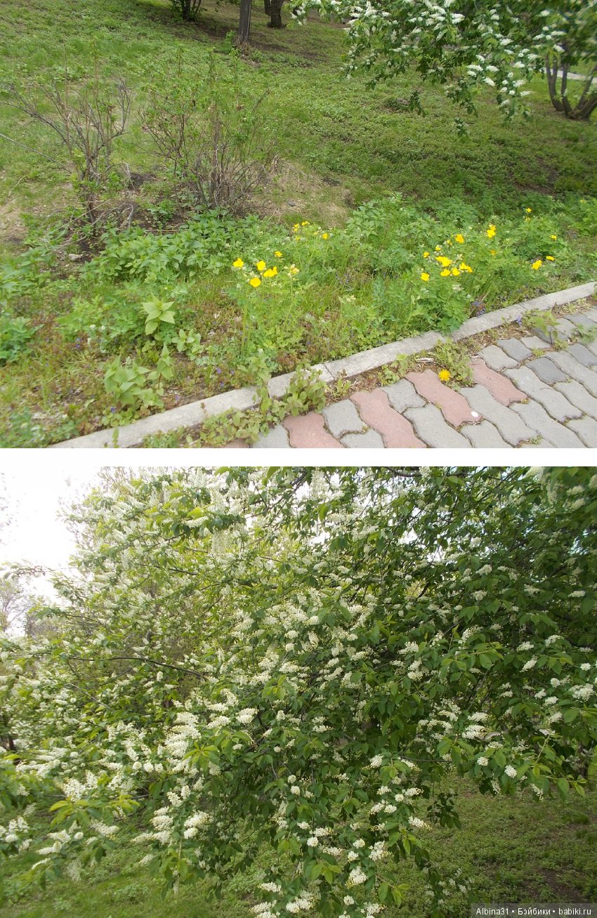 Центральный парк . Начало лета