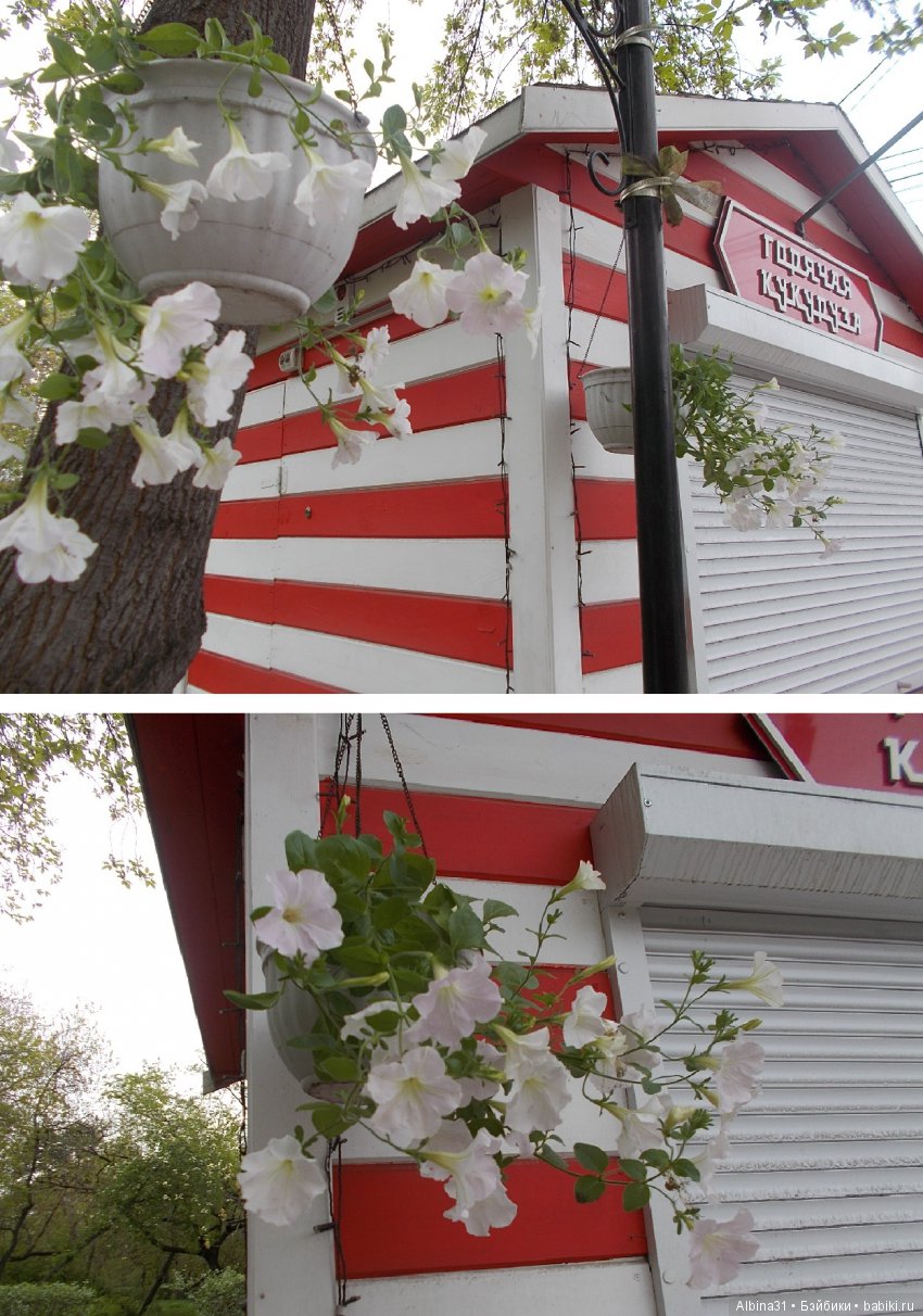 Центральный парк . Начало лета (фото 3)