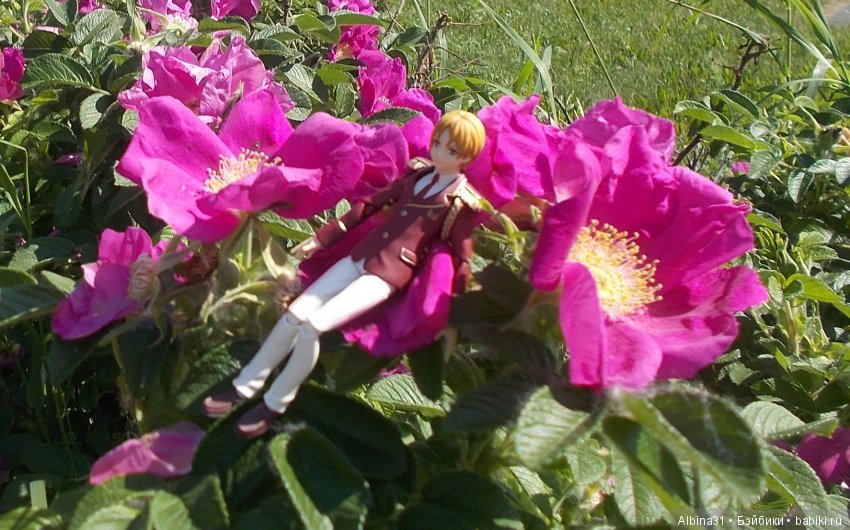 Анонс. Новый япончик . Цветы и рыжий (фото 3)