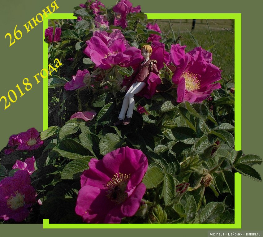 Анонс. Новый япончик . Цветы и рыжий