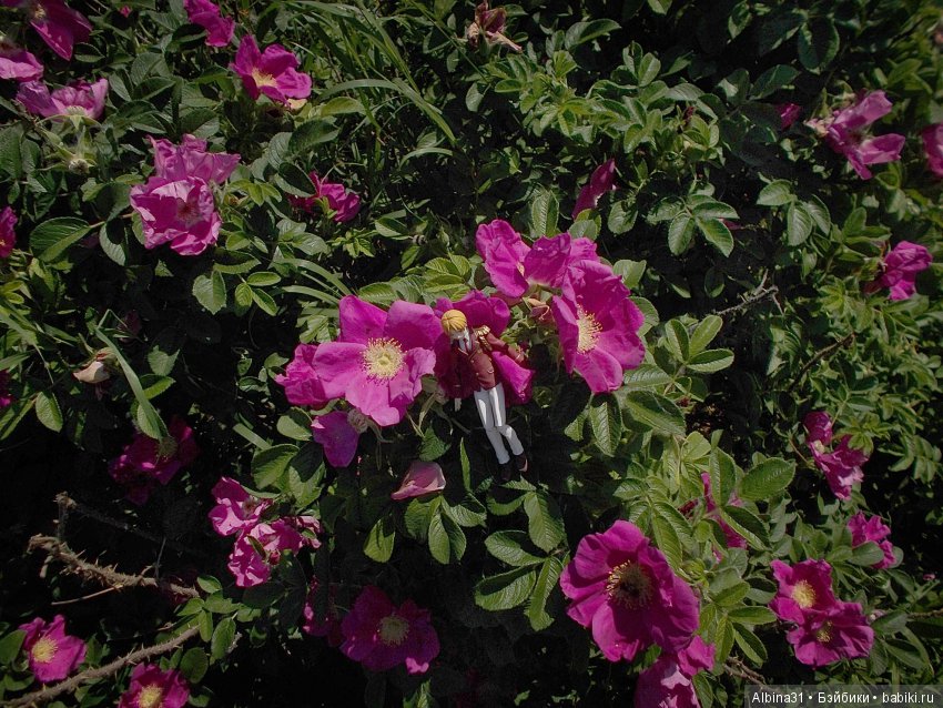 Анонс. Новый япончик . Цветы и рыжий (фото 5)