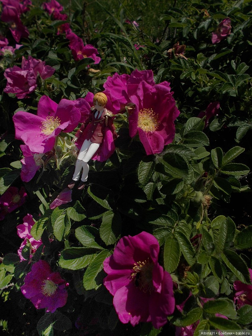 Анонс. Новый япончик . Цветы и рыжий (фото 2)